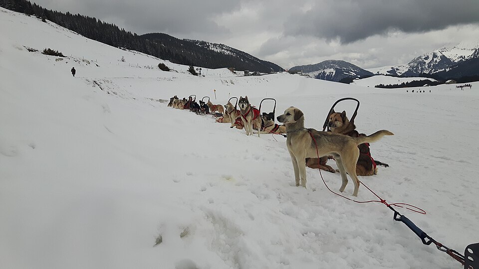 Attelage de chiens de traîneau sur le plateau des Glières (Haute-Savoie) : photo d'illustration, pas prise à l'Alpe d'Huez